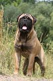 BULLMASTIFF 260